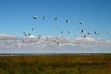 Birds have bred in the outback and are now migrating to the coast