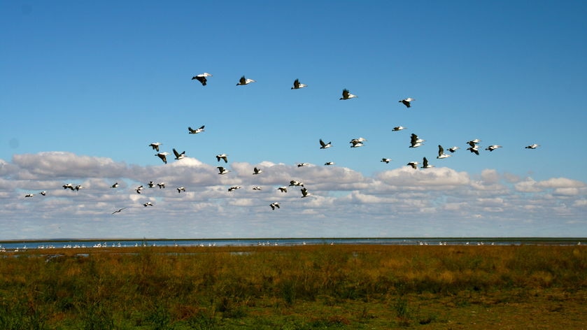 Birds in flight as Lake Eyre comes to life again.