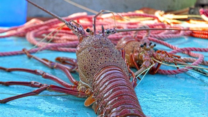 Picture of large western rock lobster