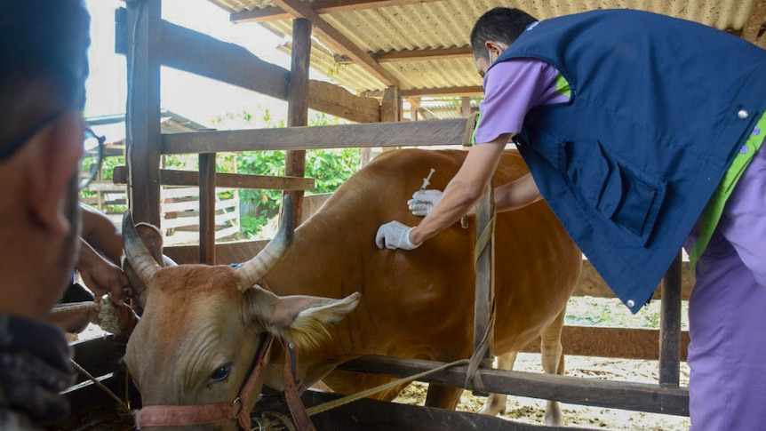 a man vaccinating a cow in a shed.