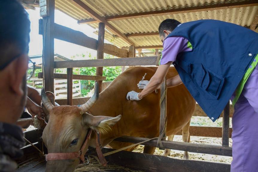 a man vaccinating a cow in a shed.