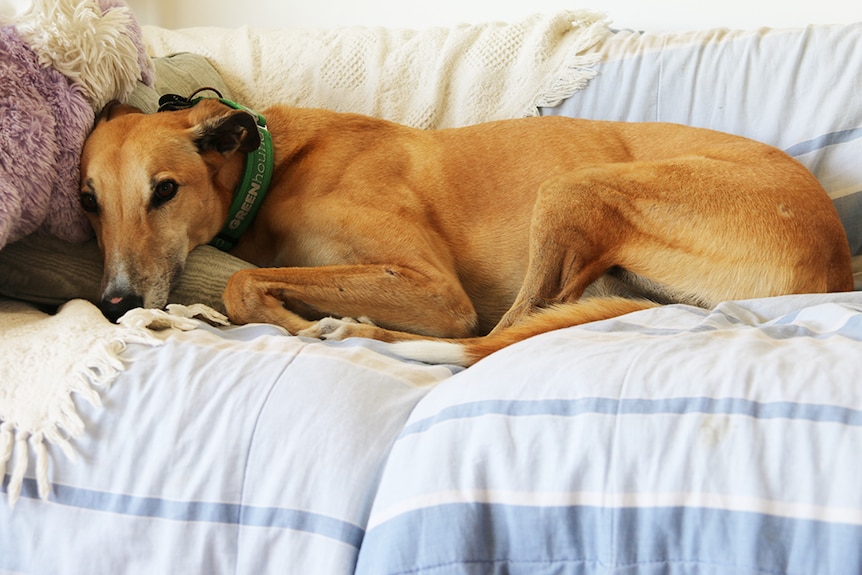 Paddy, a former racing greyhound, on the couch in his new home.