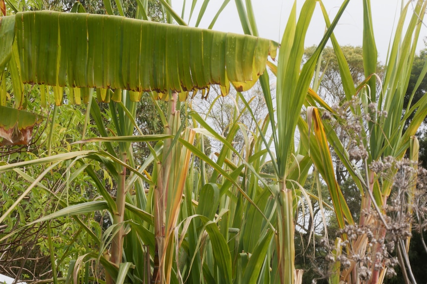 Sugar cane growing healthily