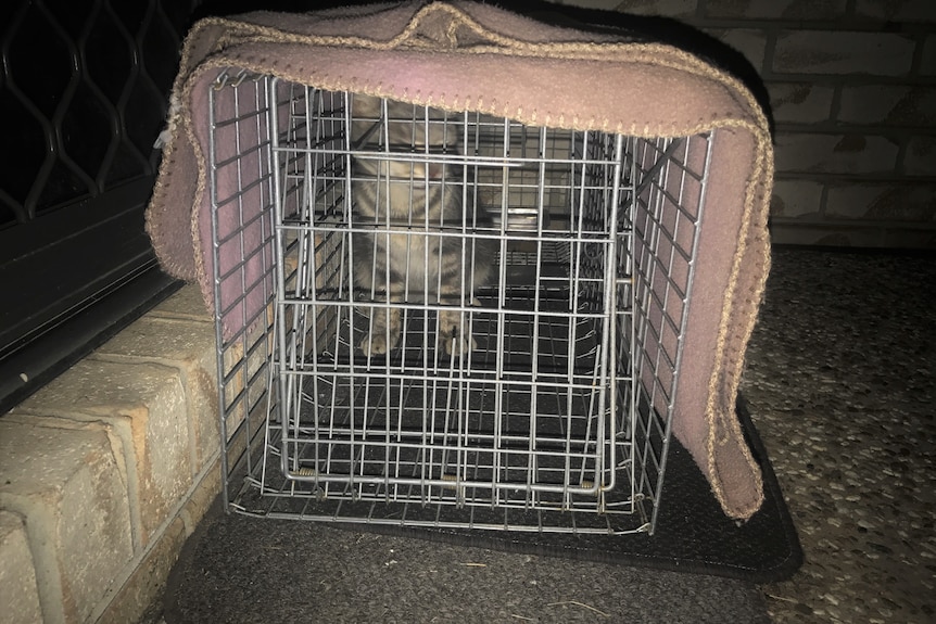 During the night, a cat hides at the back of a small cage wrapped with an old blanket.