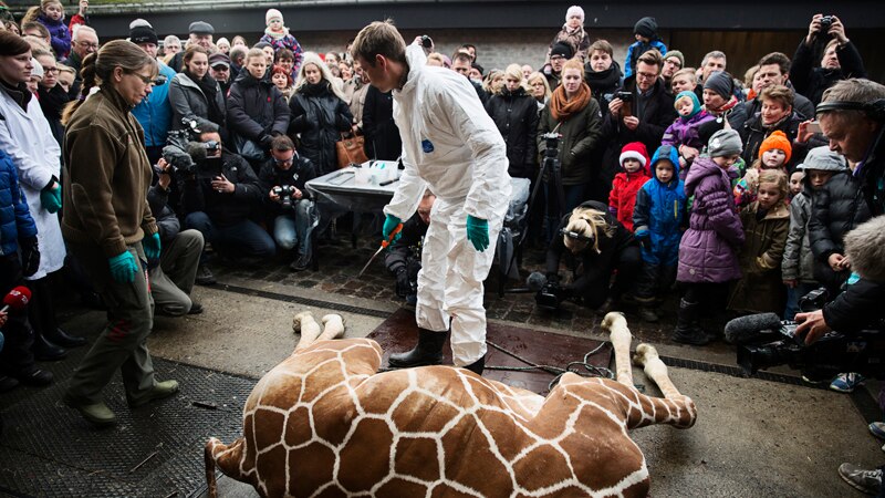 A healthy young giraffe named Marius was shot dead at Copenhagen zoo on February 9, 2014