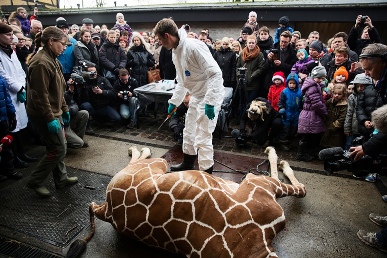 A healthy young giraffe named Marius was shot dead at Copenhagen zoo on February 9, 2014