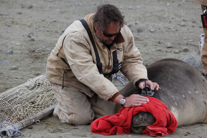 Dr Clive McMahon places a sensor on an elephant seal's head.