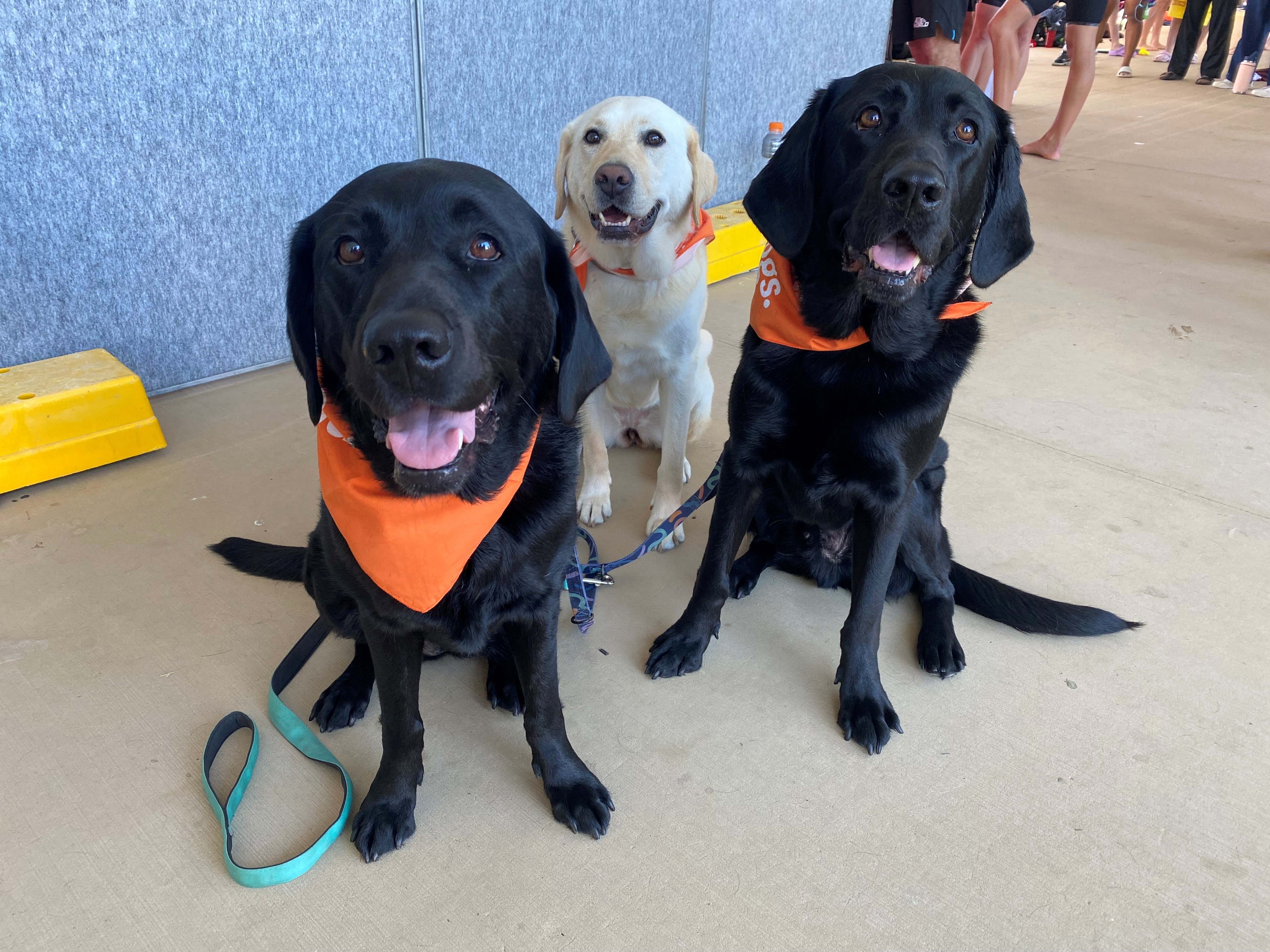 Three dogs sit and look at the camera.