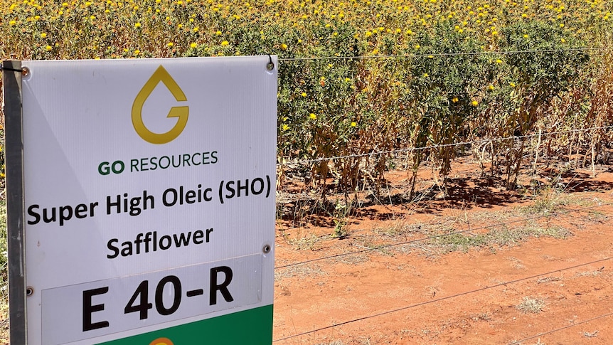 A sign saying GO Resources with safflower flowering behind it