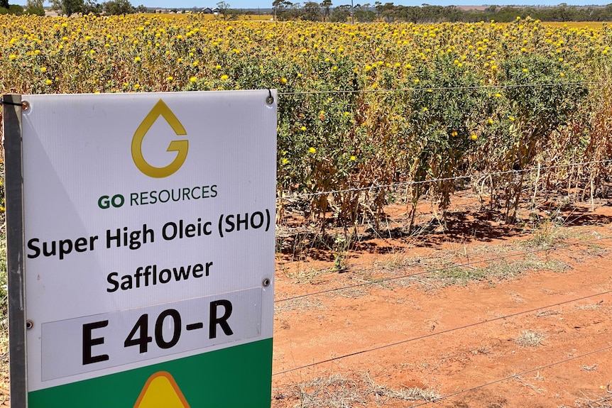 A sign saying GO Resources with safflower flowering behind it