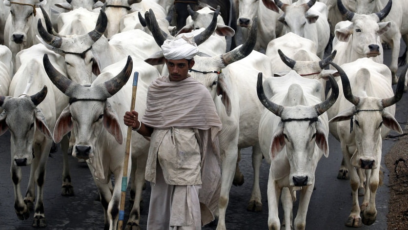 An Indian man leads a herd of white cattle.