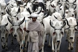 An Indian man with a herd of white cows.