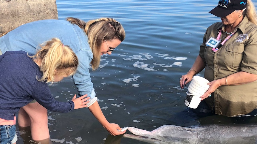 A mother and daughter hand feed a dolphin at Tin Can Bay