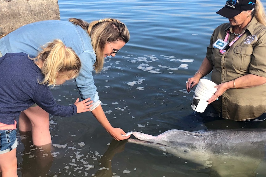 A mother and daughter hand feed a dolphin at Tin Can Bay