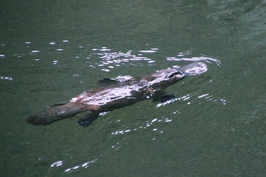 A platypus swims in water.