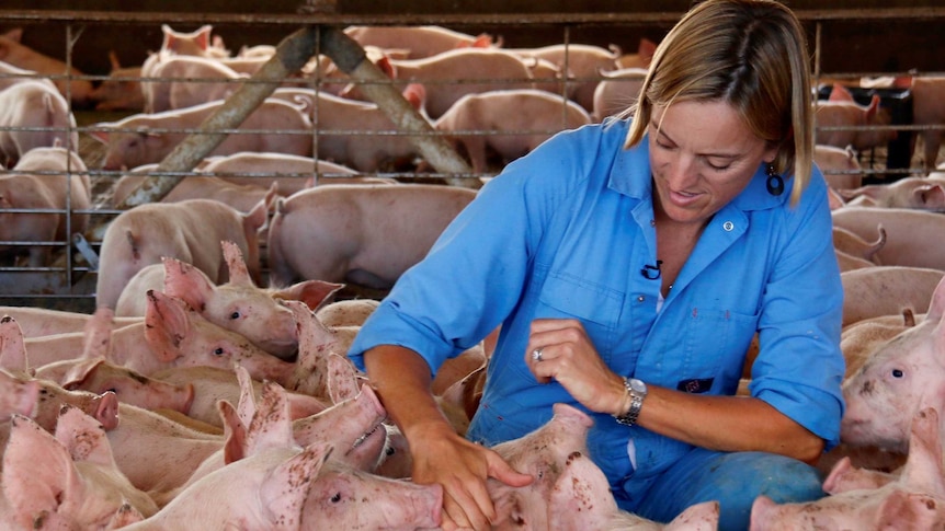 Female farmer in piggery surrounded by pigs