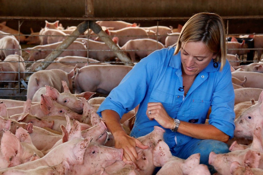 Female farmer in piggery surrounded by pigs