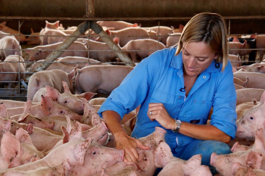 A woman kneels in a pen full of pigs.