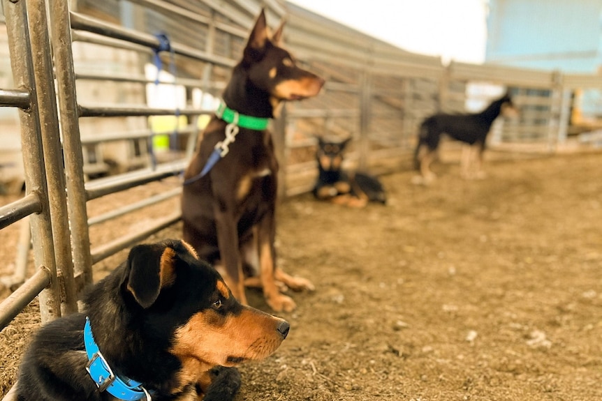 Several dogs tied to a farm fence look out, relaxed.