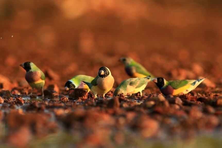 Gouldian Finch Kimberley