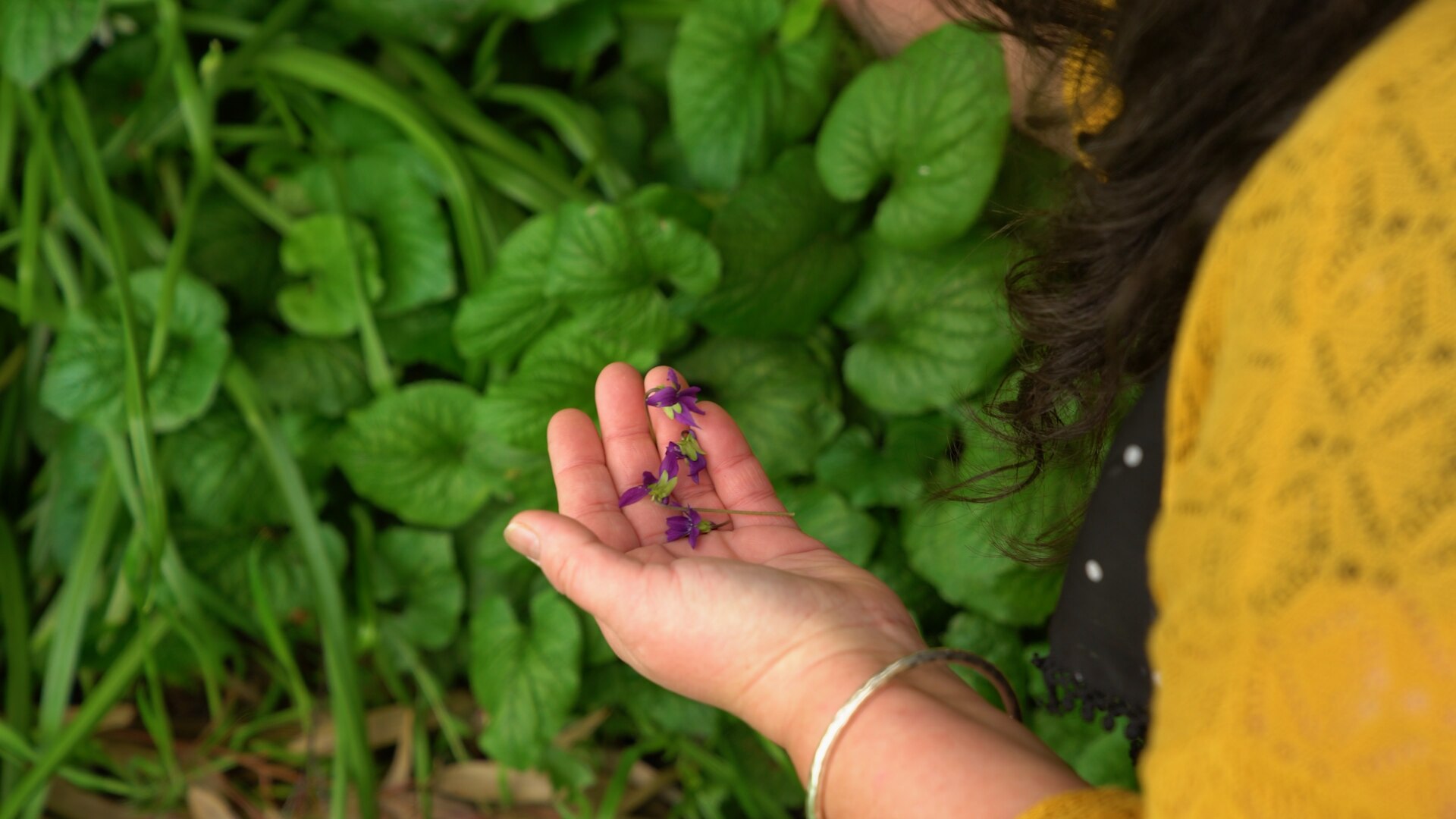 Five edible plants you can find growing in your neighbourhood ABC
