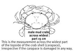 A diagram showing the correct size for mud crabs