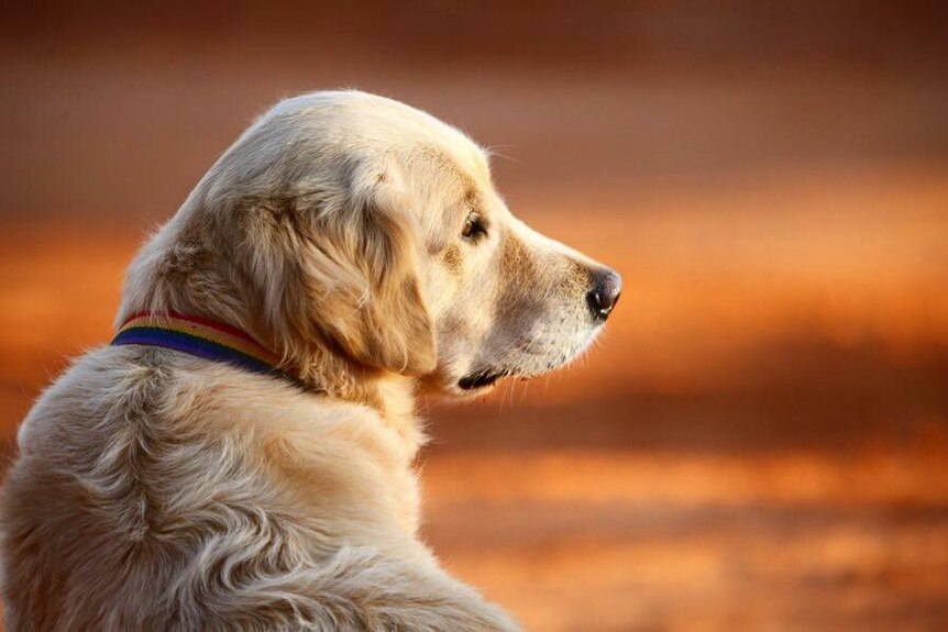 A dog sits on red dirt