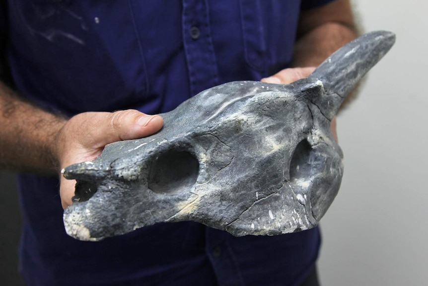 A photo of Jared Archibald holding a replica horned turtle skull.