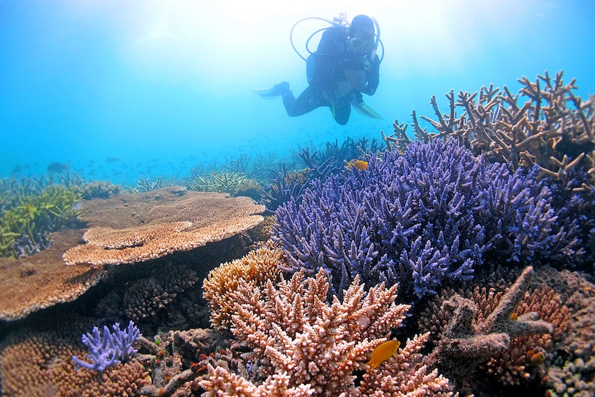 Line Bay surveys temperature-tolerant corals in the far northern Great Barrier Reef