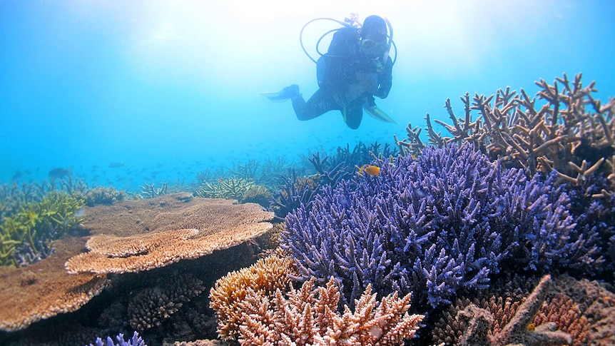 Line Bay surveys temperature-tolerant corals in the far northern Great Barrier Reef