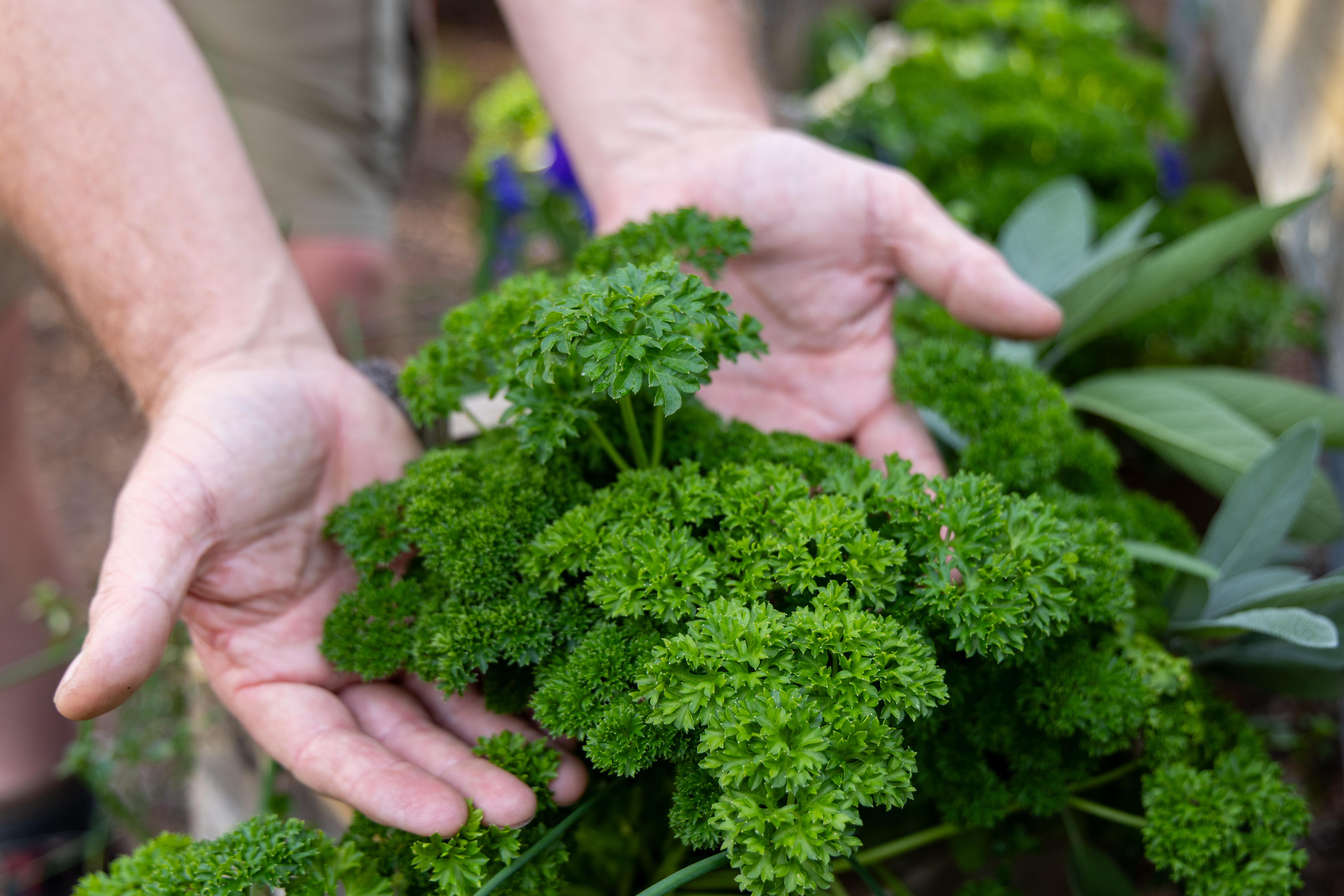 Two hands holding curly parsley leaves that are growing in a garden.