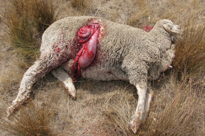 Increased wild dog sheep killings