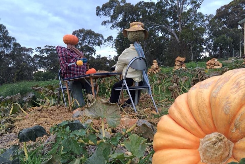 Scarecrows at the Collector Pumpkin Festival