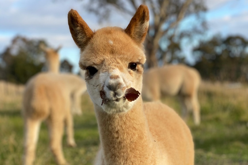 A furry baby alpaca is chewing on some grass
