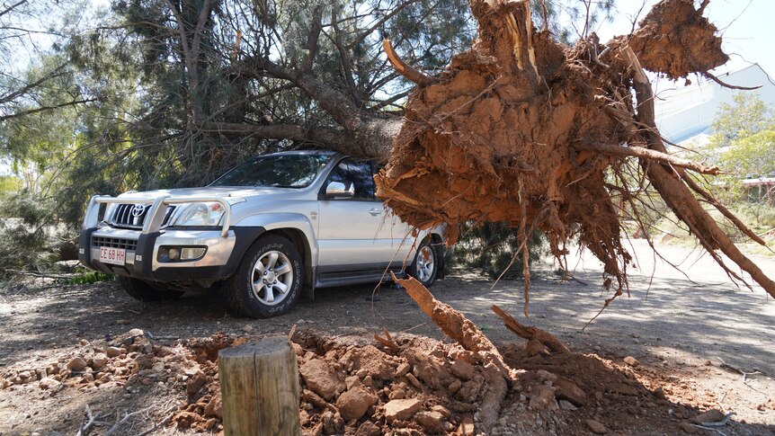 A toppled tree on top of a car.