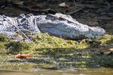 A side view of a saltwater crocodile on a river bank with its eye open