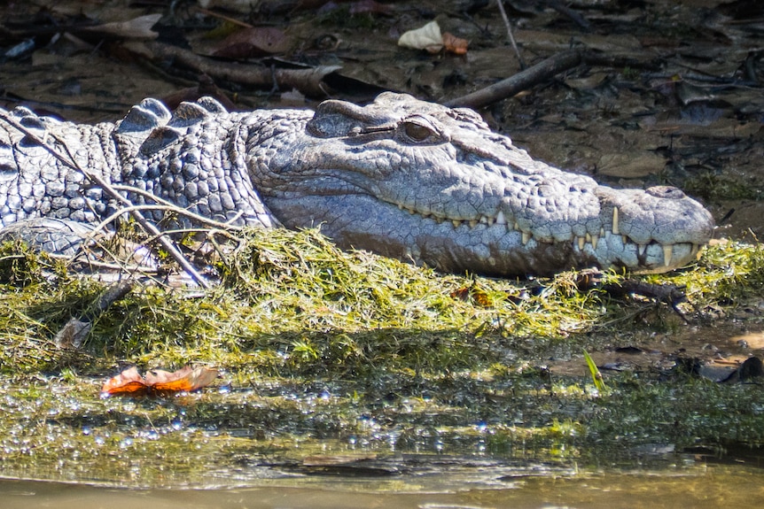 A side view of a saltwater crocodile on a river bank with its eye open