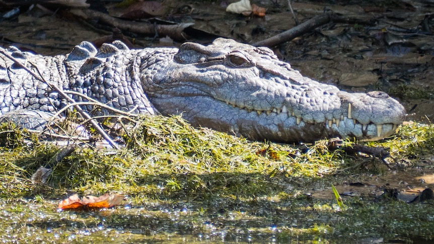 A side view of a saltwater crocodile on a river bank with its eye open