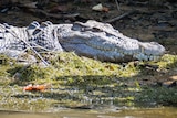 A crocodile basks in a patch of sun on a creek bed.