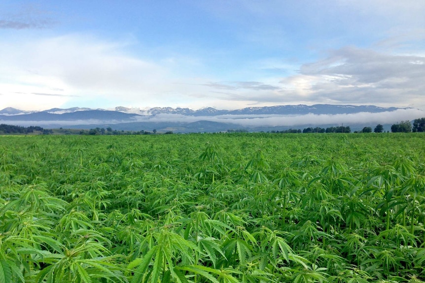 Hemp farm