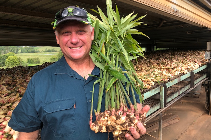 A man smiles at the camera holding fresh ginger which still has the stalks and leaves attached.