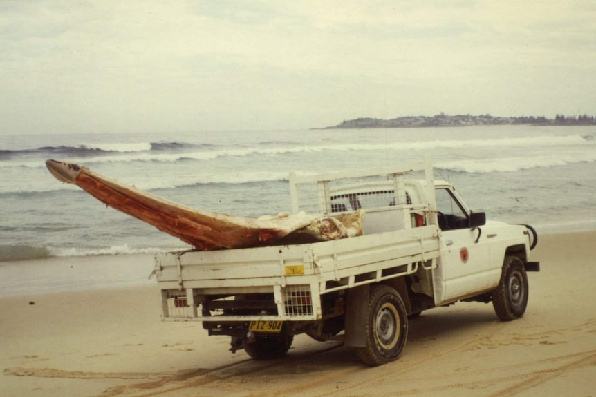 A sepia image shows a white single-cab ute travelling along a stretch of sand with a large whale flipper in the back tray.