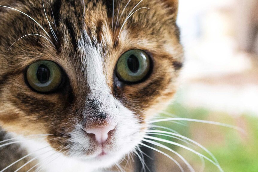 A close-up shot of a tabby cat looking into the camera