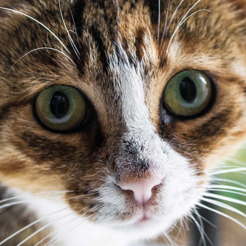 A close-up shot of a tabby cat looking into the camera.