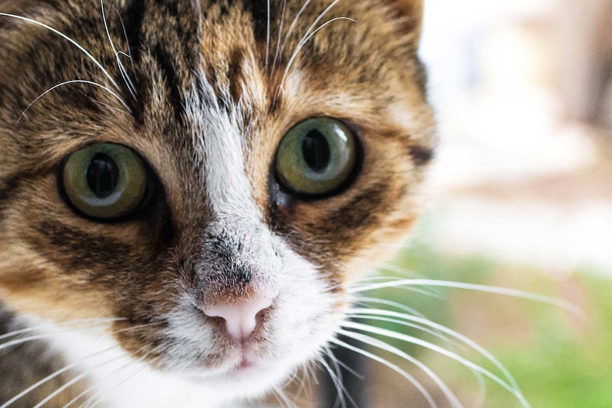 A close-up shot of a tabby cat looking into the camera.