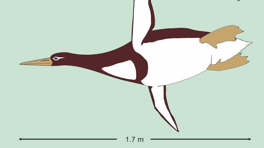 An illustration shows a diver and a penguin with an arrow indicating 1.7 metres.