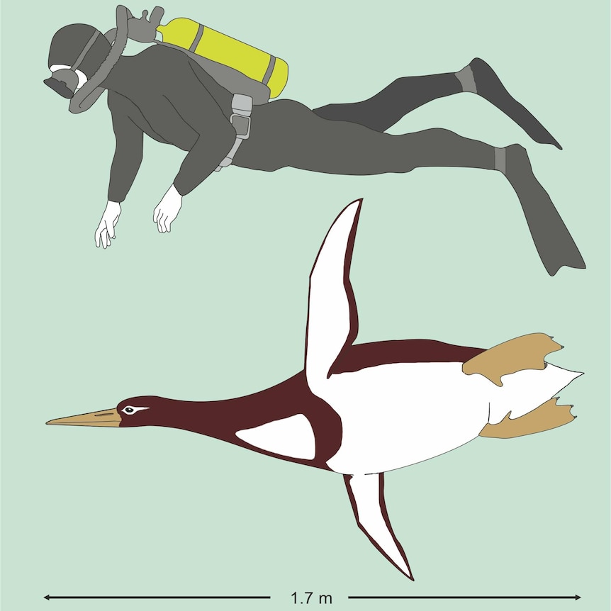An illustration shows a diver and a penguin with an arrow indicating 1.7 metres.