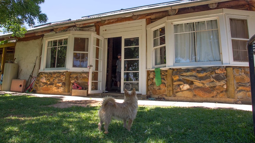 A dog stands in front of a house with exposed poles and rocks in the walls