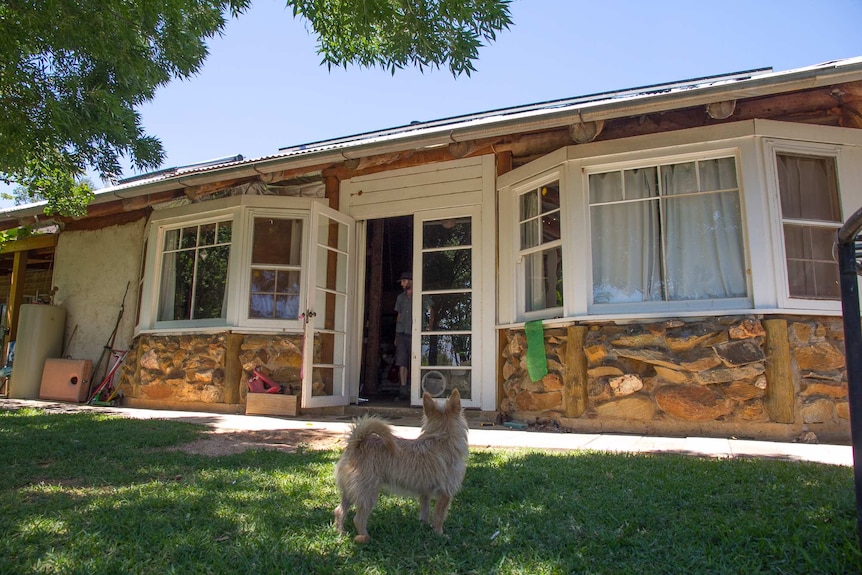 A dog stands in front of a house with exposed poles and rocks in the walls