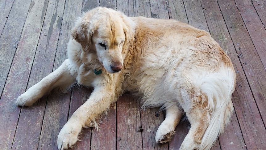 An older golden retriever sits on a wooden deck.